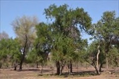 Spirostachys africana African mahogany tree, African sandalwood